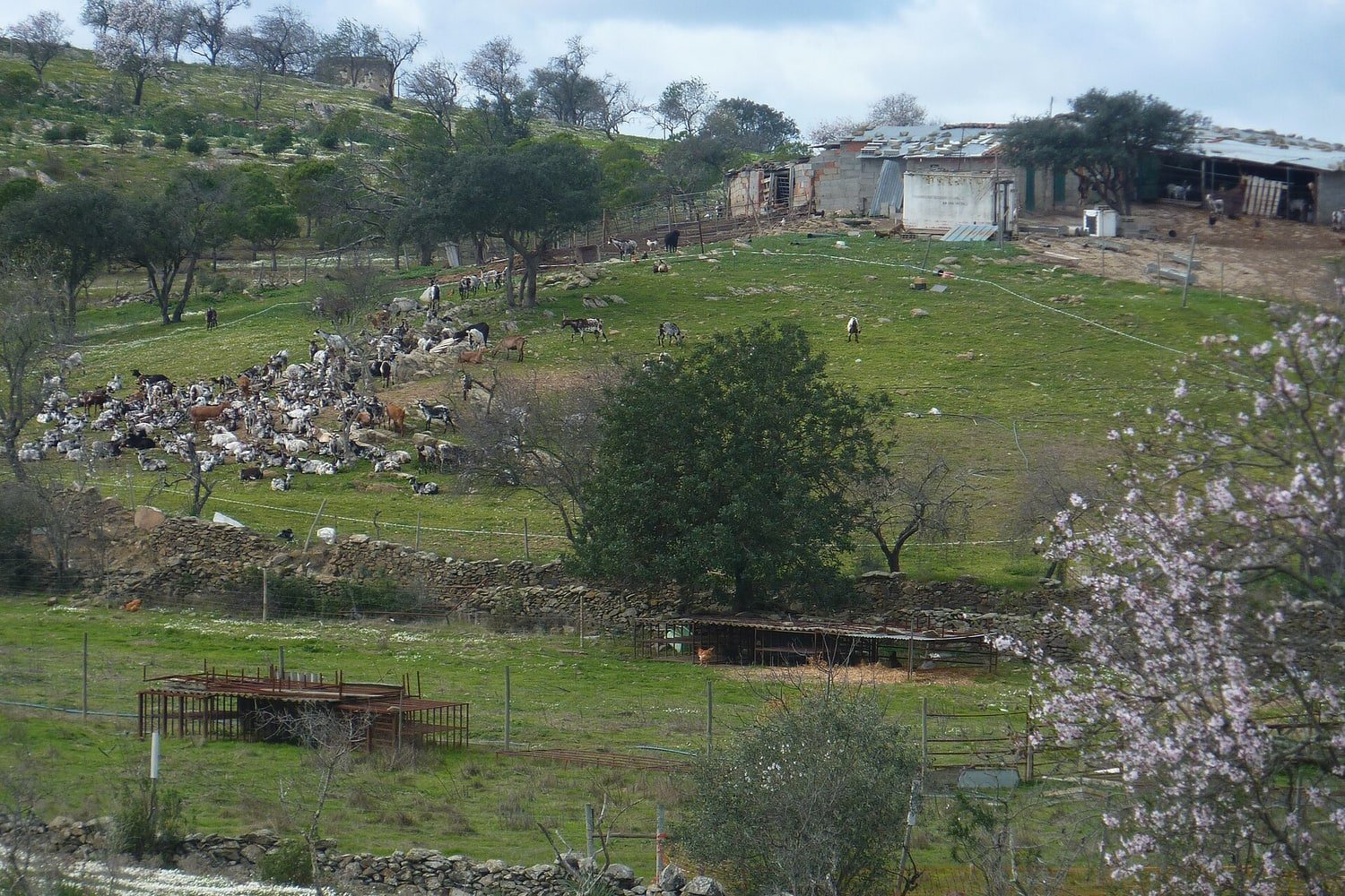 Ovelhas e cabras no Algarve